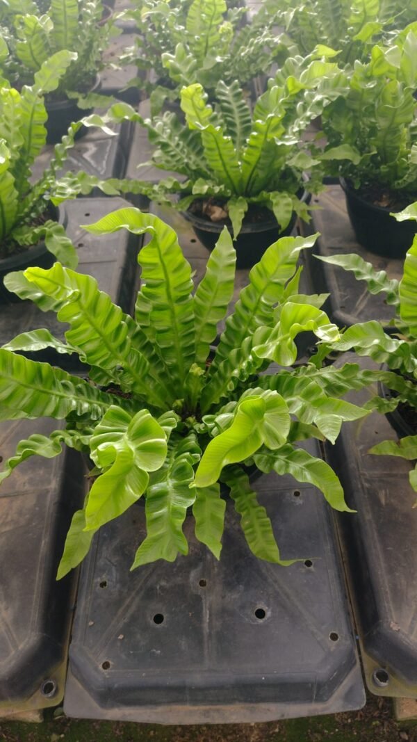 Asplenium crespo