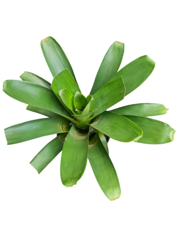 Bromelia Imperial - Image 2