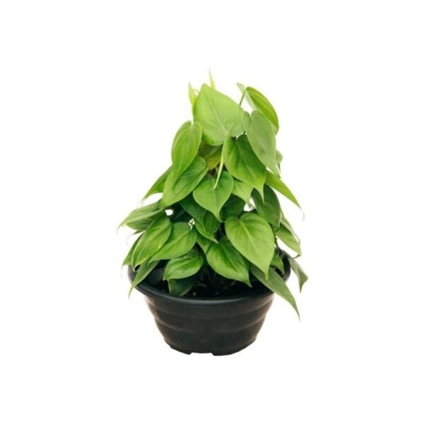 Filodendro Verde com Estaca