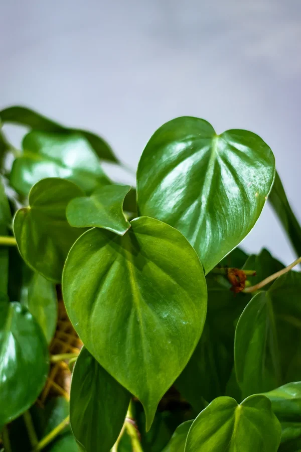 Filodendro Verde - Image 2