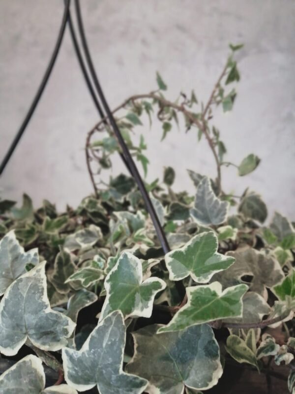Hera Variegata