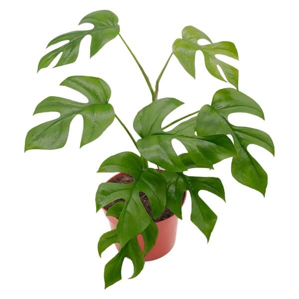 Mini Monstera