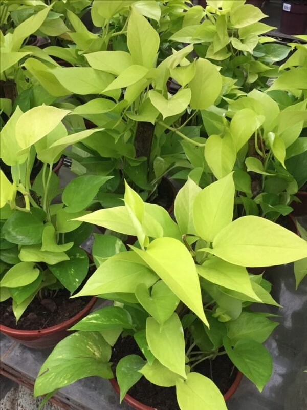 Filodendro Amarelo