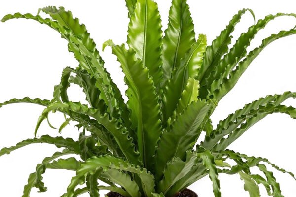 Asplenium Nidus - Image 2