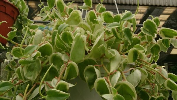 Peperomia Scandens - Image 2