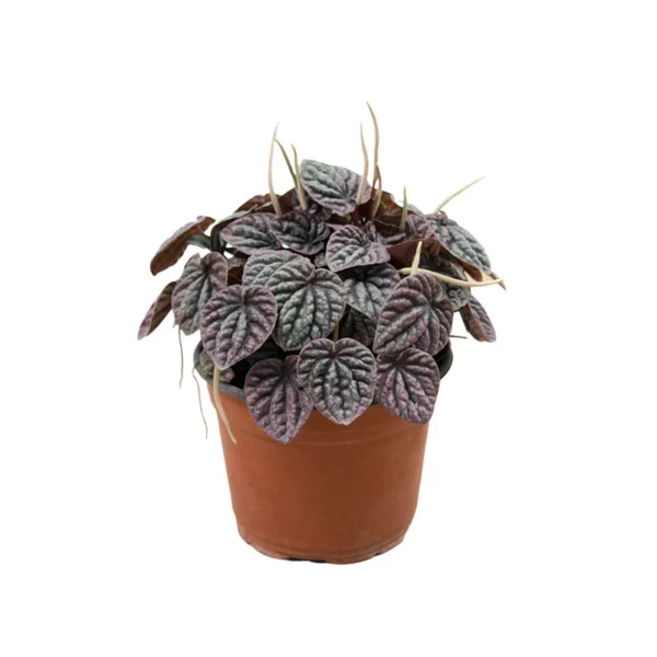 Peperomia Caperata