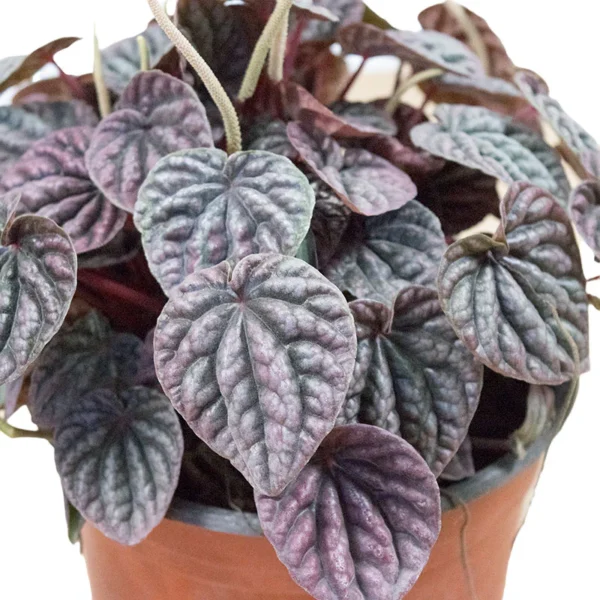 Peperomia Caperata - Image 2