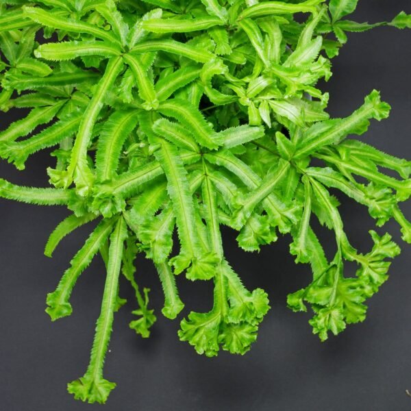 Pteris Estrela - Image 2