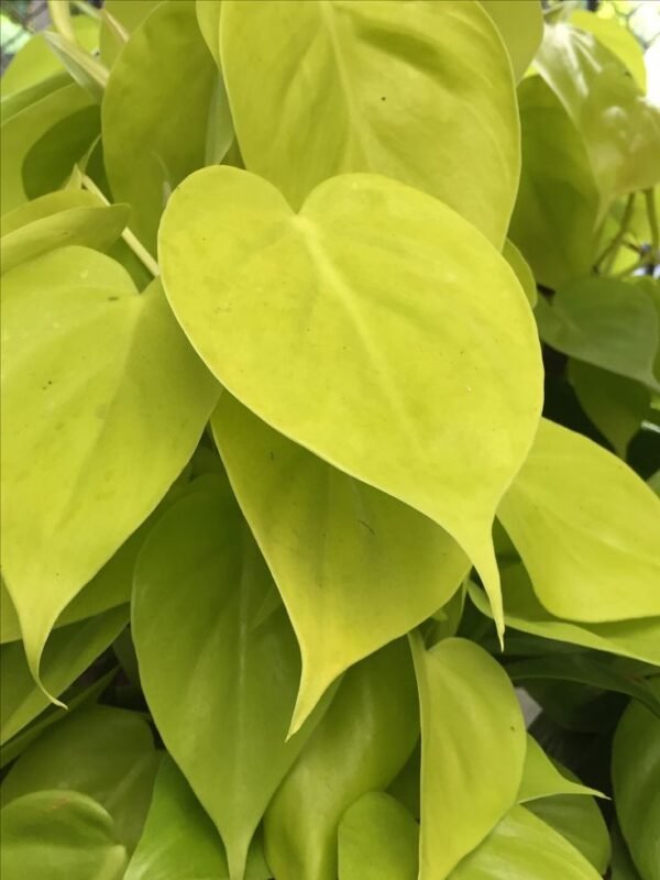 Filodendro Amarelo - Image 2