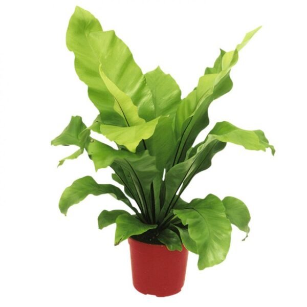 Asplenium Nidus