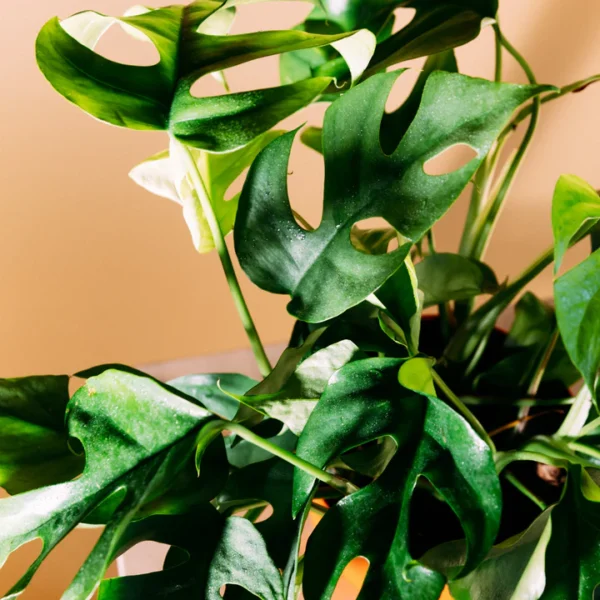 Mini Monstera - Image 2