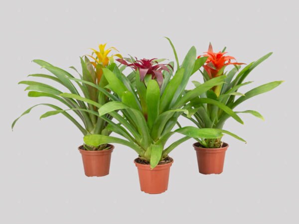 Bromelia Variada (com flor)