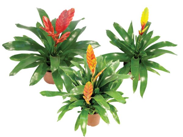 Bromelia Variada (com flor) - Image 2