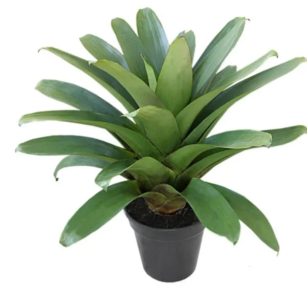 Bromelia Imperial