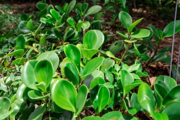 Peperomia Folha Dura - Image 2