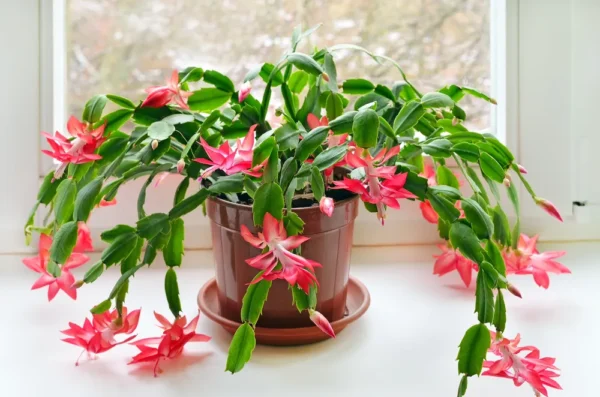 Flor de Maio