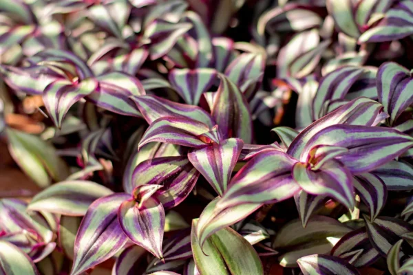 Abacaxi Roxo - Image 2