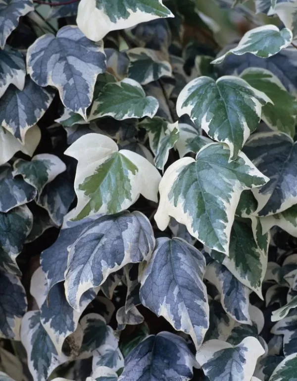 Hera Variegata - Image 2