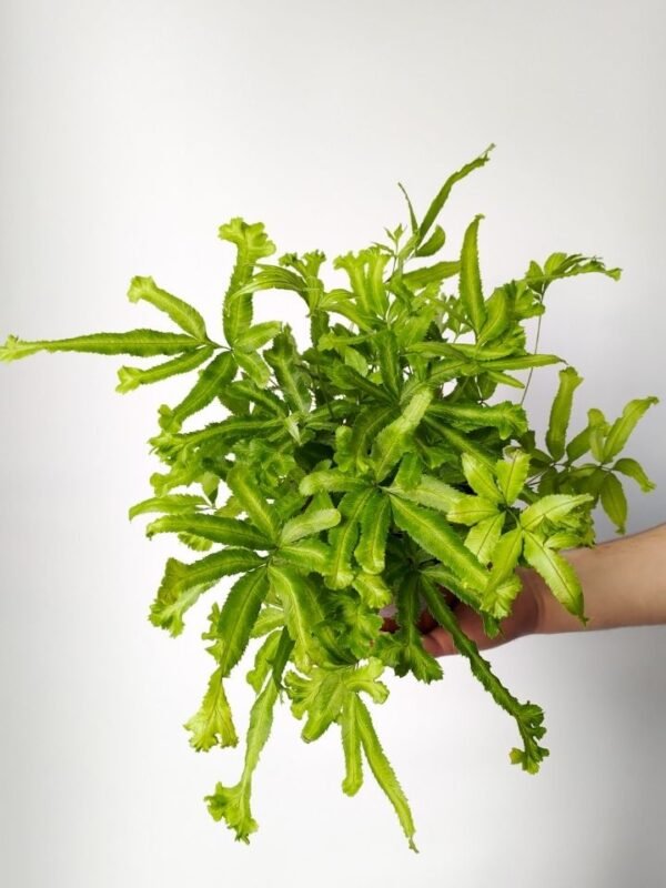 Pteris Estrela