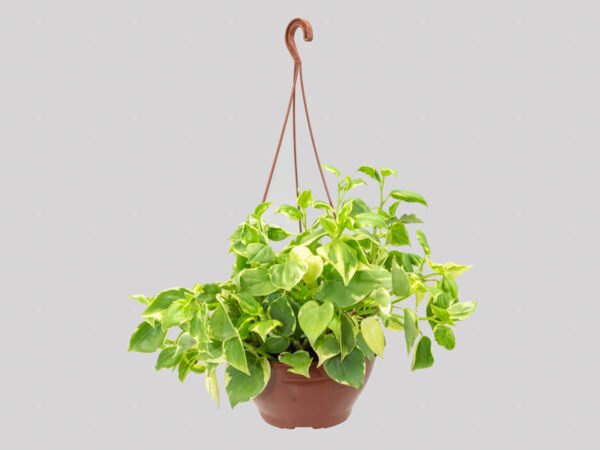Peperomia Scandens