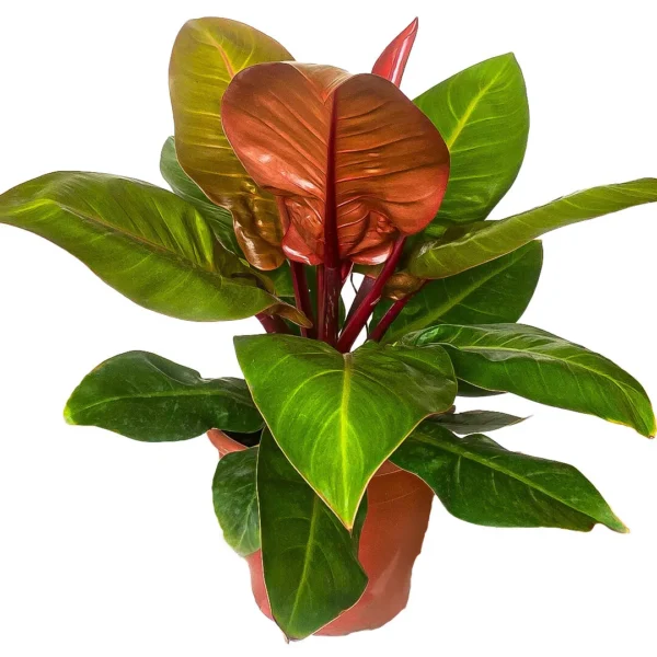 Filodendro Red